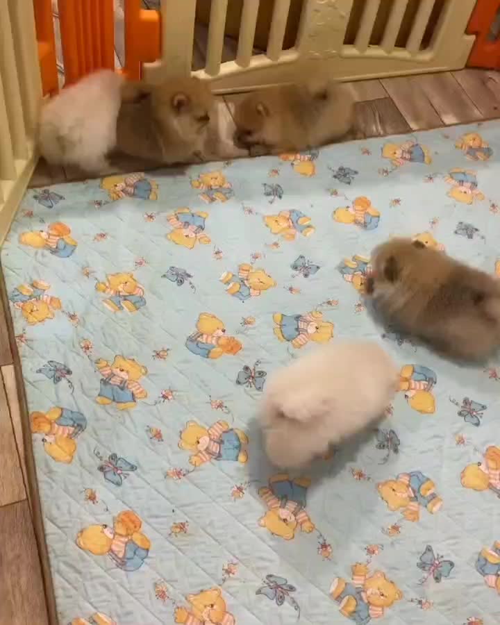 سگ پامر پامرانین پرتقالی خرسی عروسکی فنجونی لیوانی|سگ|تهران, آسمان|دیوار
