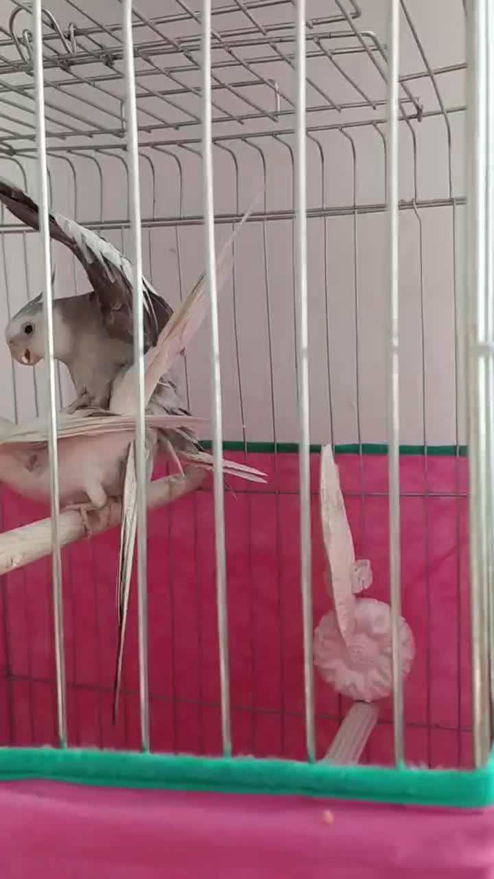 عروس|پرنده|مریوان, |دیوار