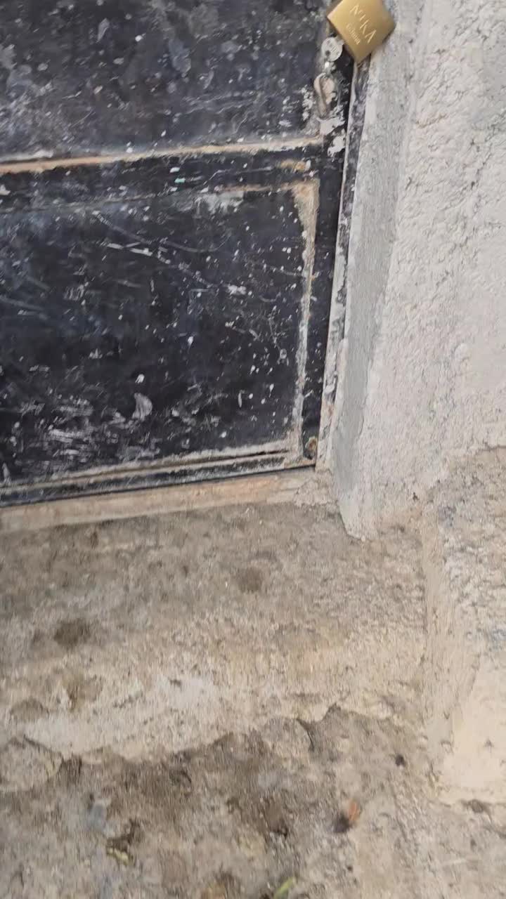 فروش خروس رسمی سلامت بهشرط|حیوانات مزرعه|پاکدشت, پاکدشت (مامازند)|دیوار