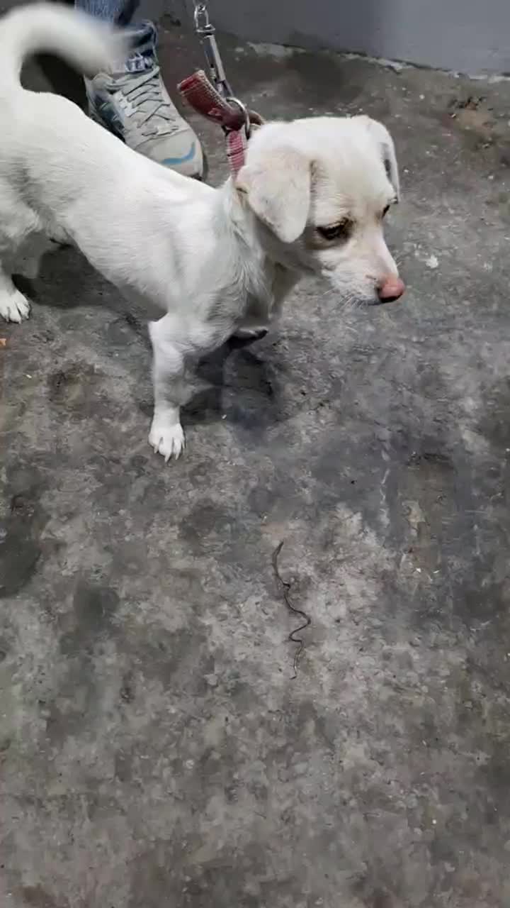 سگ پاکوتاه اشپیتز حرف گوش کن|سگ|شهریار, اصیل آباد|دیوار