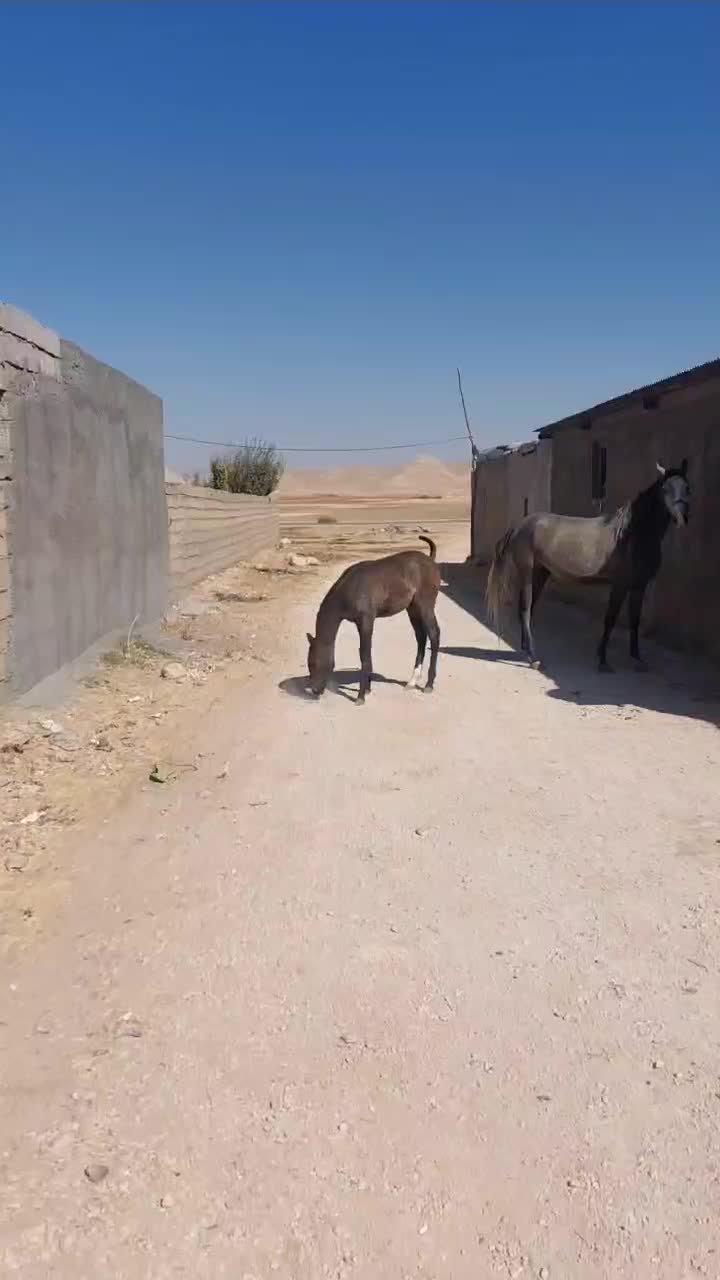 کره مادیان|اسب و تجهیزات اسب‌سواری|اسلام‌‌آباد غرب, |دیوار