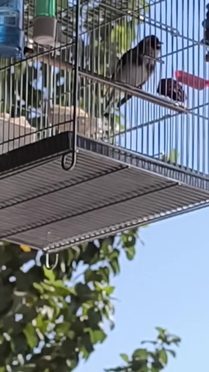 سهره نر انتیک|پرنده|قدس, شهر‌قدس|دیوار