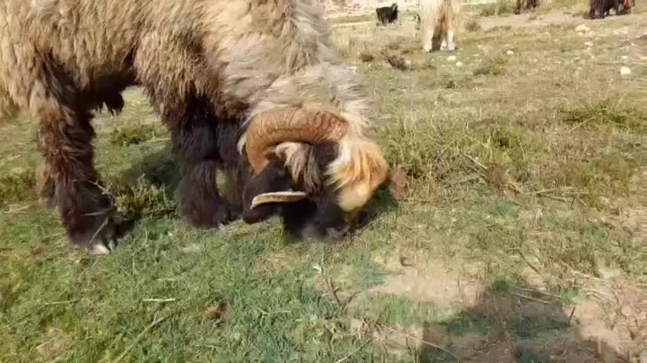نرمیش یک رون ترکی|حیوانات مزرعه|رودشت (چهارمحال و بختیاری), |دیوار