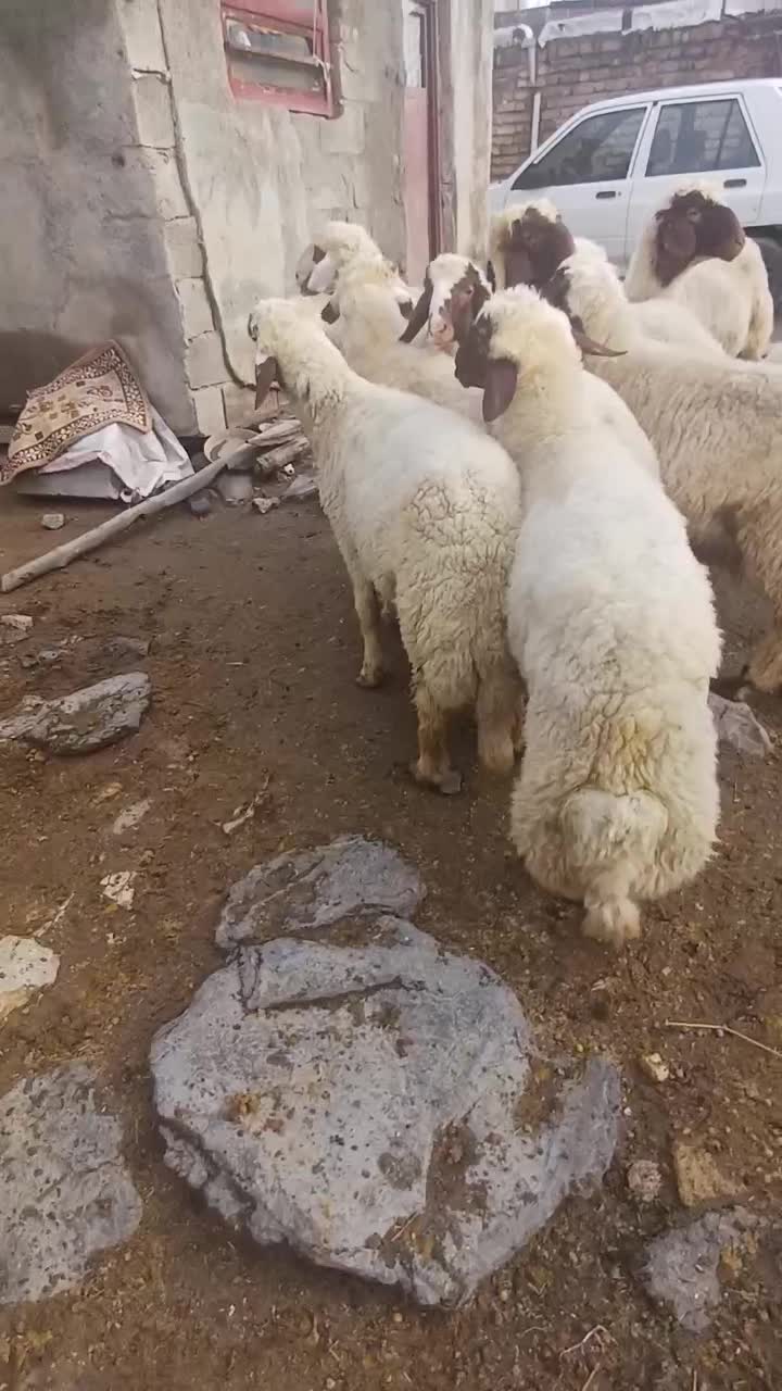 بره نر (کاور ورن)|حیوانات مزرعه|روانسر, |دیوار