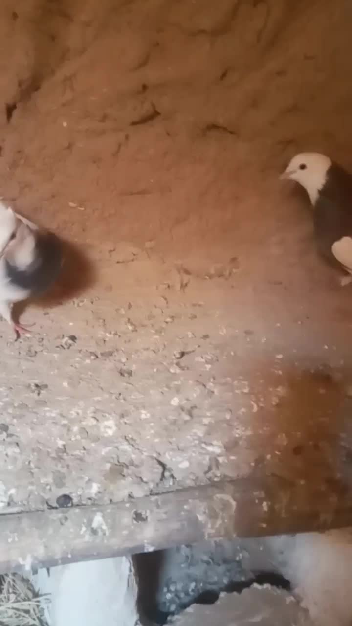 جفت طوقی فروشی|پرنده|شهرآباد, |دیوار