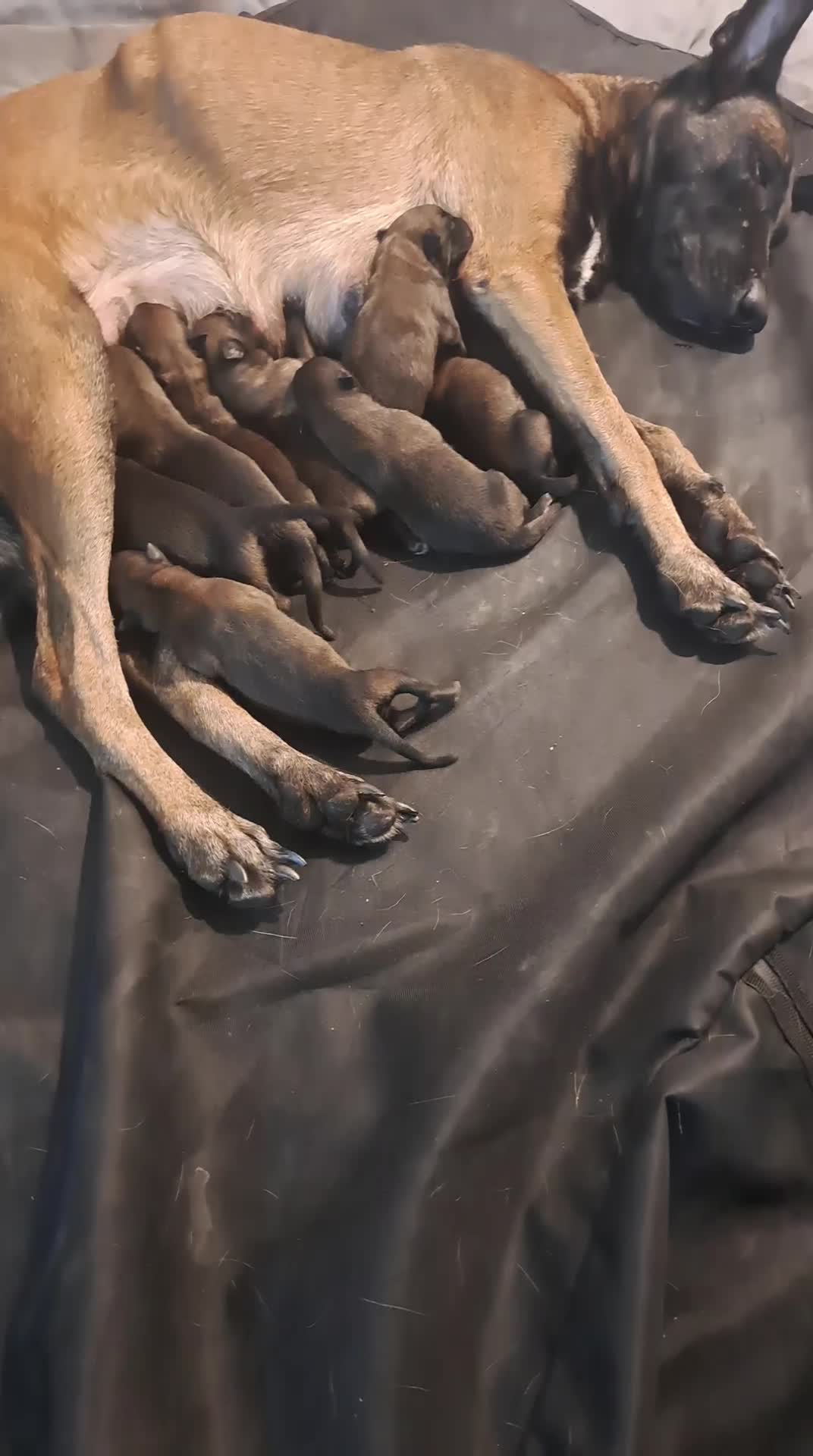 مالینویزهای همه کاره عملیاتی در تمام نیروهای دنیا|سگ|تهران, وحیدیه|دیوار