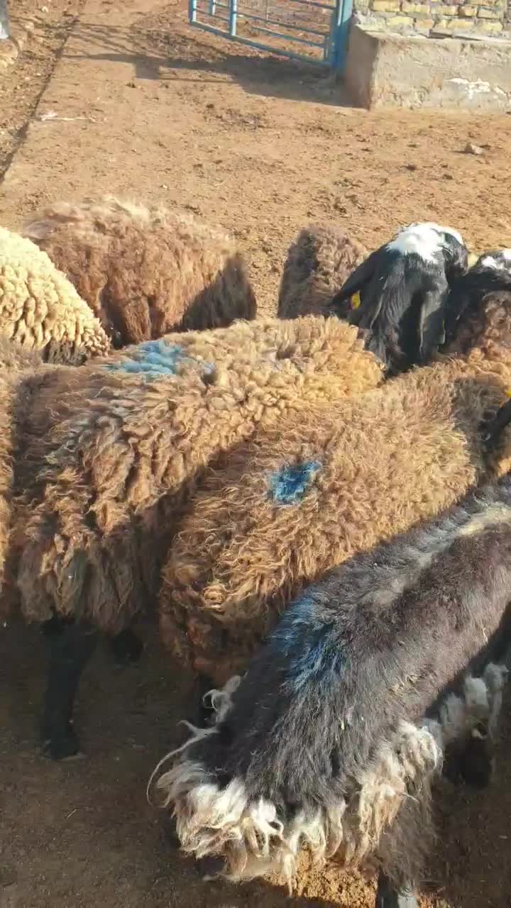 بره ماده گوسفند شال|حیوانات مزرعه|فریمان, |دیوار