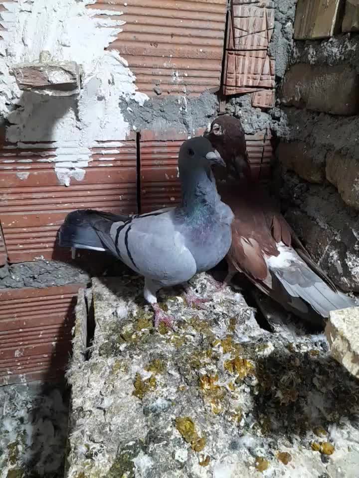 سبز فری ماده|پرنده|گنبد کاووس, |دیوار