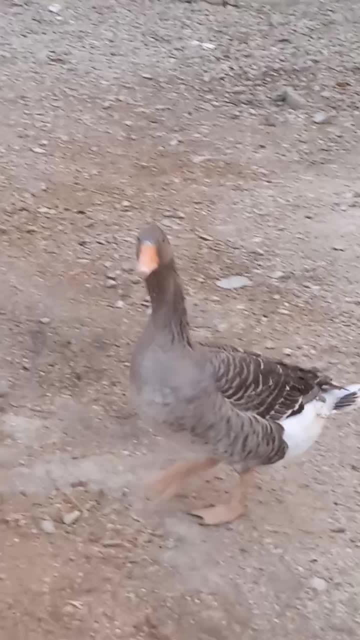 غاز نر جوان|حیوانات مزرعه|رستم, |دیوار