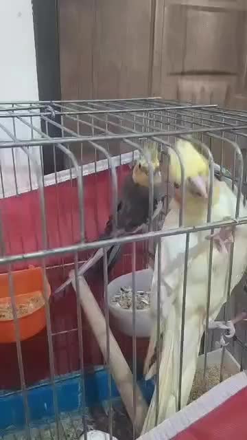 عروس هلندی با۴عددجوجه|پرنده|صدرا-فارس, فاز ۲|دیوار