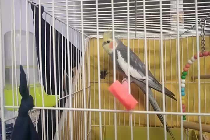 عروس هلندی نر آماده برای جفت گیری|پرنده|مشهد, امیرآباد|دیوار