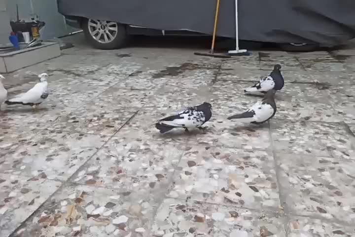 نر سینه سیاه و نر سفید دورگ|پرنده|اهواز, سپیدار|دیوار