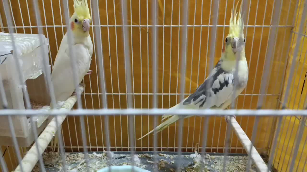 فروشی|پرنده|طبس, |دیوار