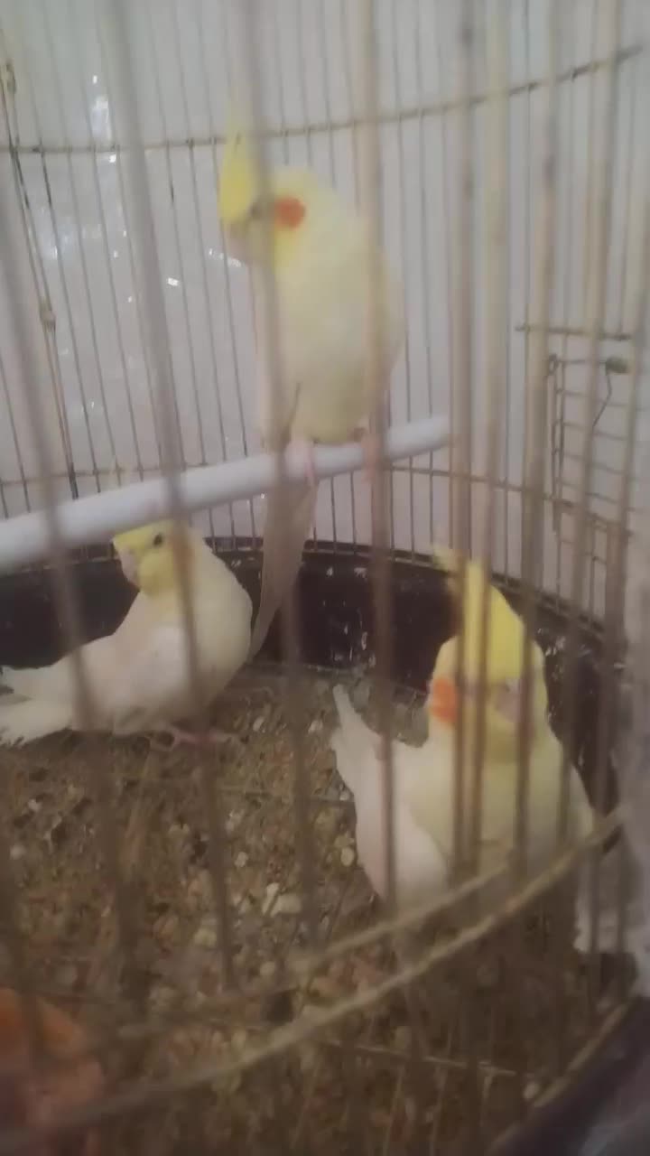 عروس هلندی جفت لوتینو کارداده نر صحبتی دستی|پرنده|تربتحیدریه, پائین ولایت|دیوار