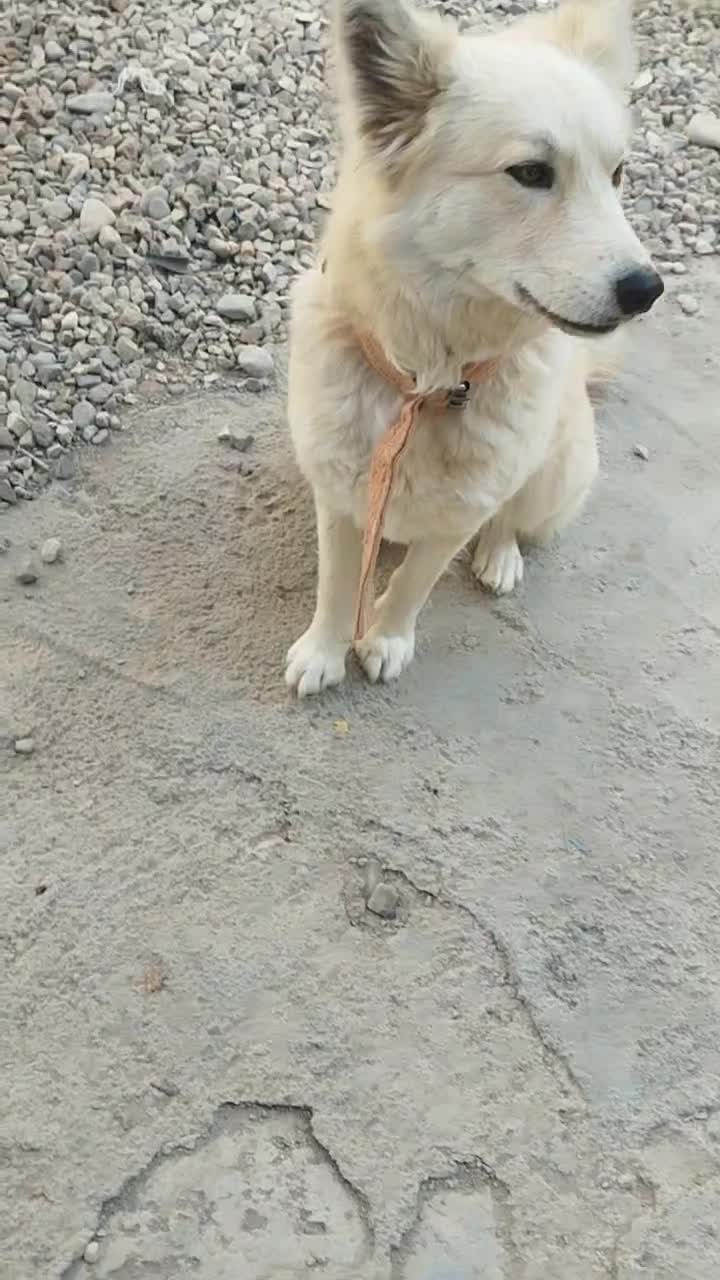 سگ روباهی ماده باهوش|سگ|شاهرود, |دیوار