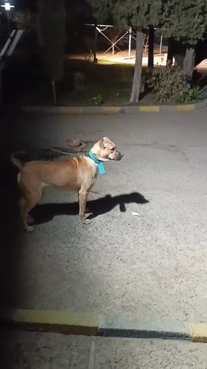 سگ سرابی|سگ|هشتگرد, هشتگرد قدیم|دیوار