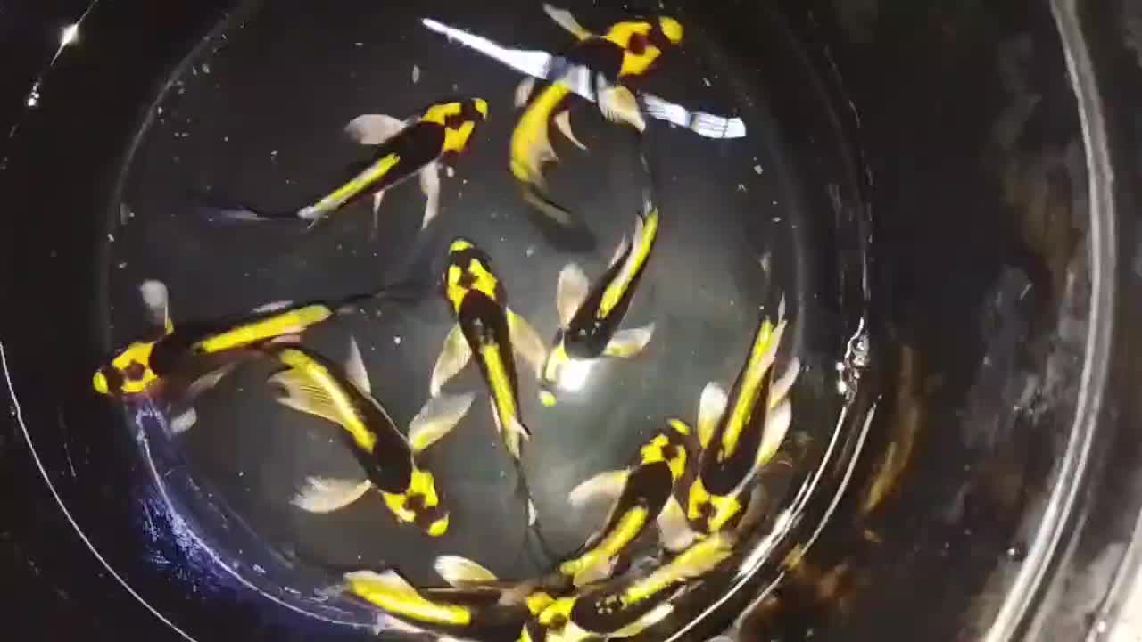 مایان کوی باله شیری|ماهی|مشهد, انقلاب|دیوار