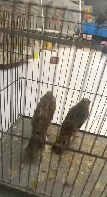 قناری|پرنده|بوشهر, |دیوار