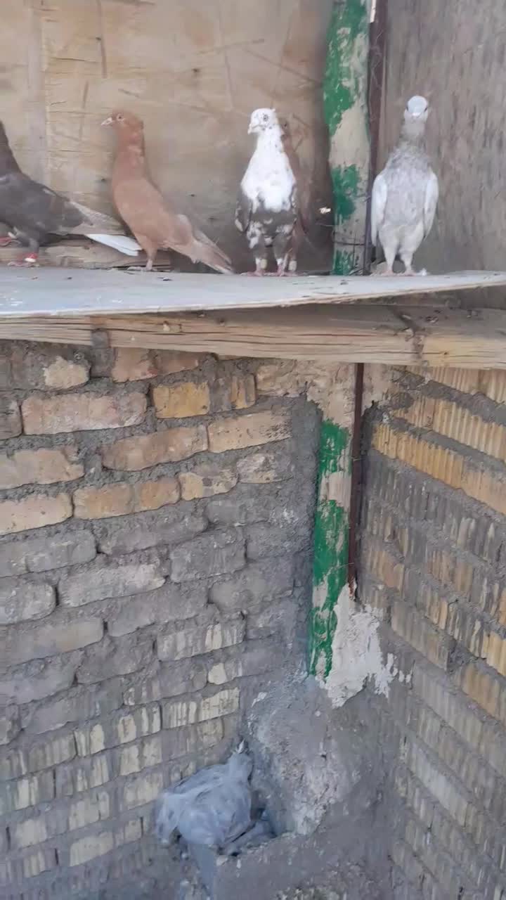 کبوترنروماده زرده دوم سفید|پرنده|شیراز, شهرک گلها|دیوار