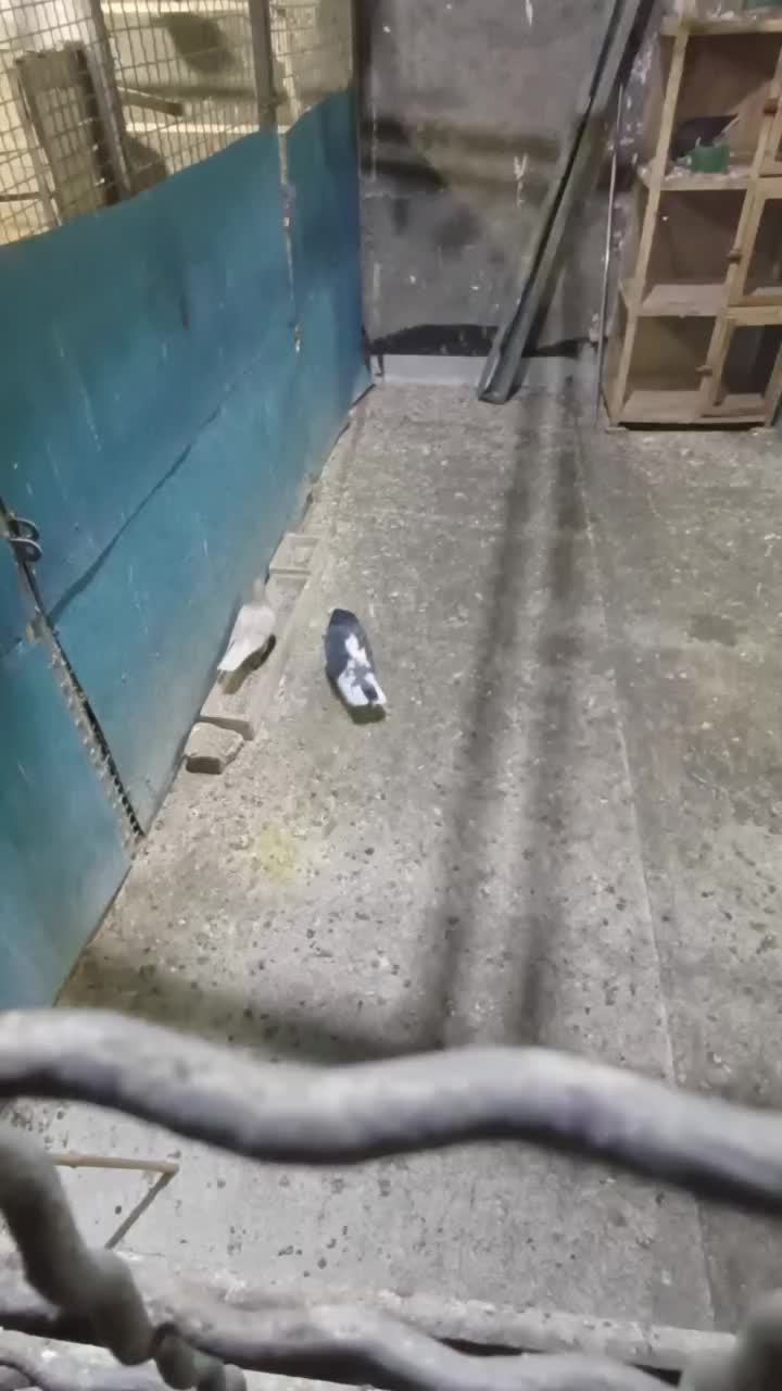 کبوترپرشی|پرنده|تهران, یافت آباد جنوبی|دیوار