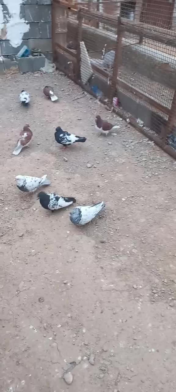 کفتر|پرنده|آباده, |دیوار