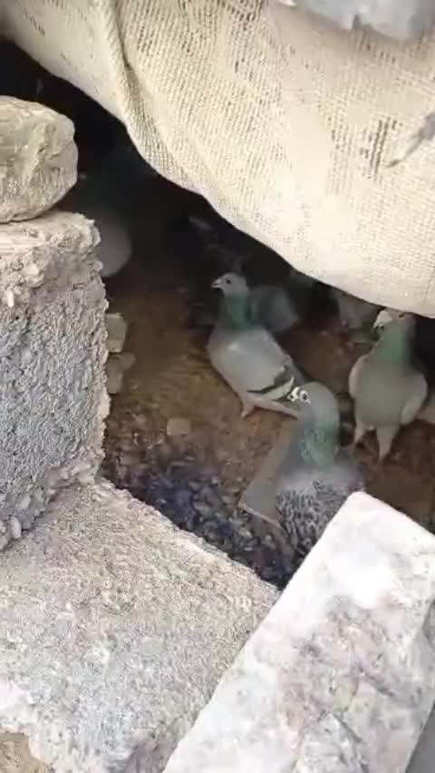 ....|پرنده|هامون, |دیوار