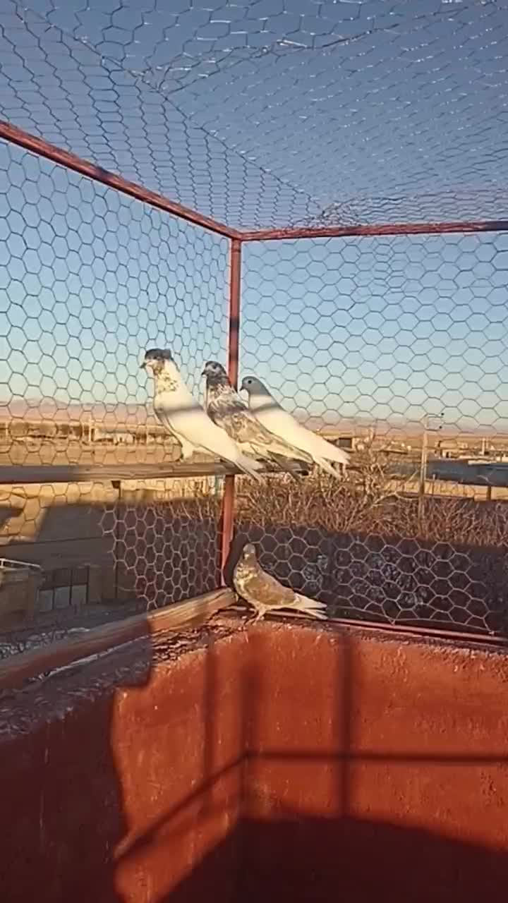 کفتر پرشی|پرنده|بزینه رود, |دیوار