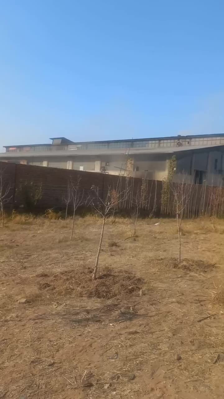 هرس کردن درخت|خدمات باغبانی و درختکاری|اردبیل, |دیوار