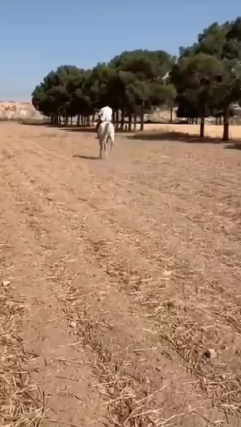 اسب نر|اسب و تجهیزات اسب‌سواری|قرچک, مهدیه|دیوار