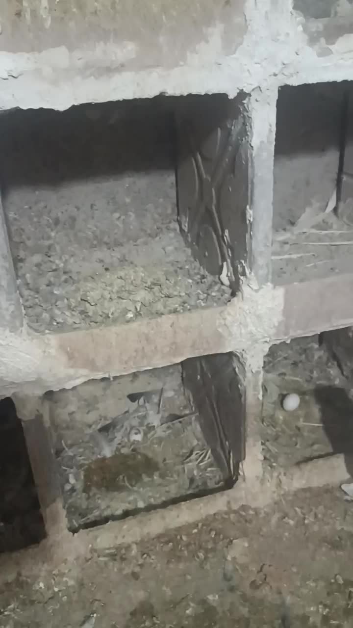 سفید چش نوک سفید|پرنده|میانه, |دیوار