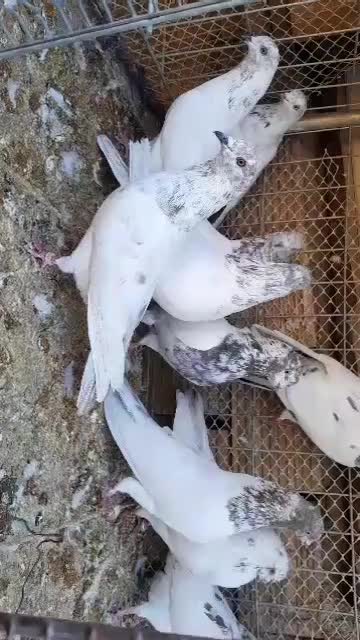 کبوتر چ ضمانتی|پرنده|کرمانشاه, |دیوار