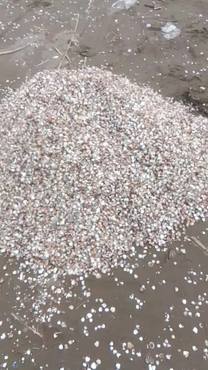 صدف دریاچه خزر|ماهی|برخوار, |دیوار