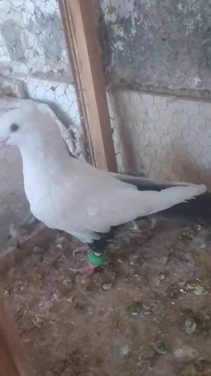 دم سیاه،پشت سرخ ،کاکلی،کبوتر،|پرنده|کاشمر, |دیوار