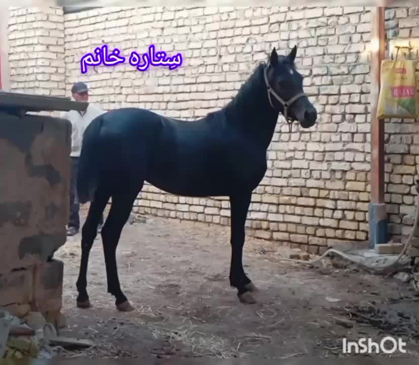 کره مادیان|اسب و تجهیزات اسب‌سواری|فلاورجان, |دیوار