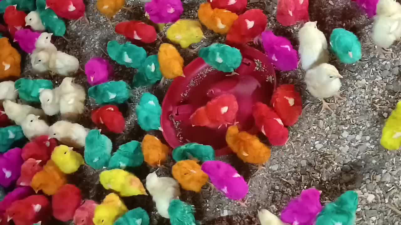 جوجه رنگی|حیوانات مزرعه|قشم, |دیوار