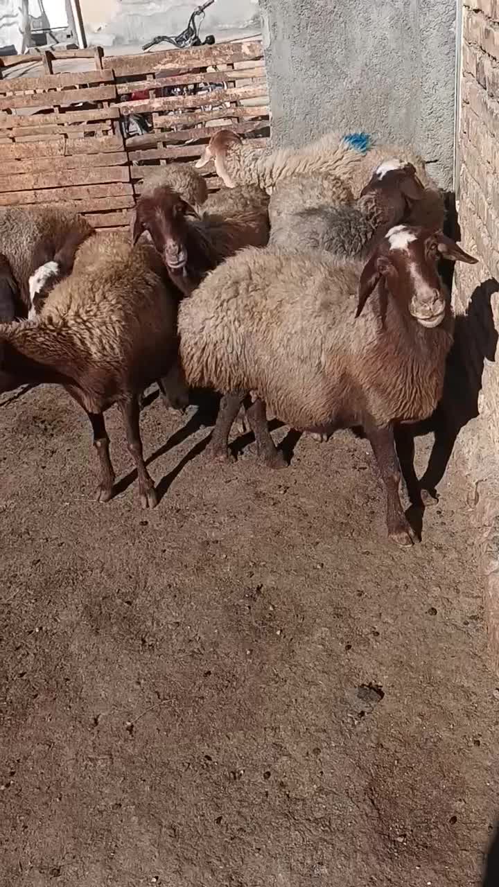 گوسفند داشتی|حیوانات مزرعه|هرسین, |دیوار