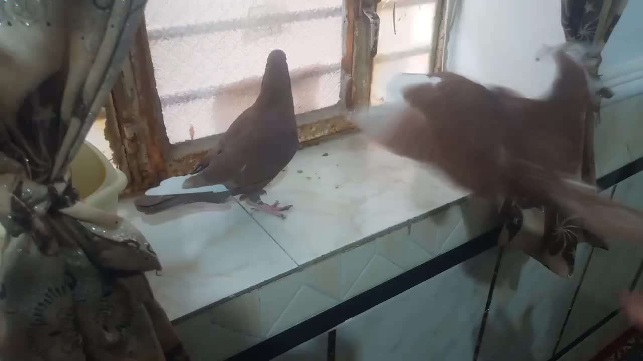 کبوتر|پرنده|زابل, |دیوار