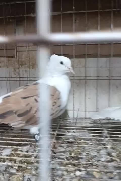 دوکت همه رنگ|پرنده|بندر ماهشهر, |دیوار