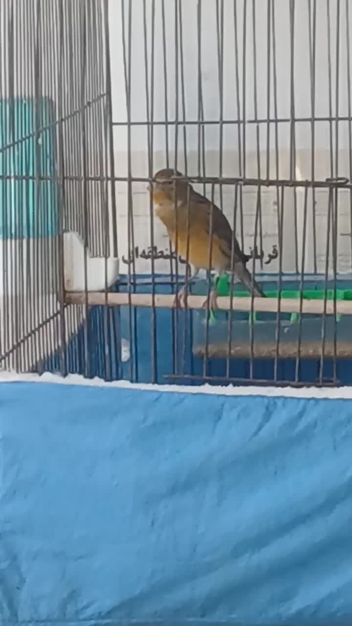 قناری نر سرخ سوخته رنگ طبیعی|پرنده|چهارباغ, |دیوار