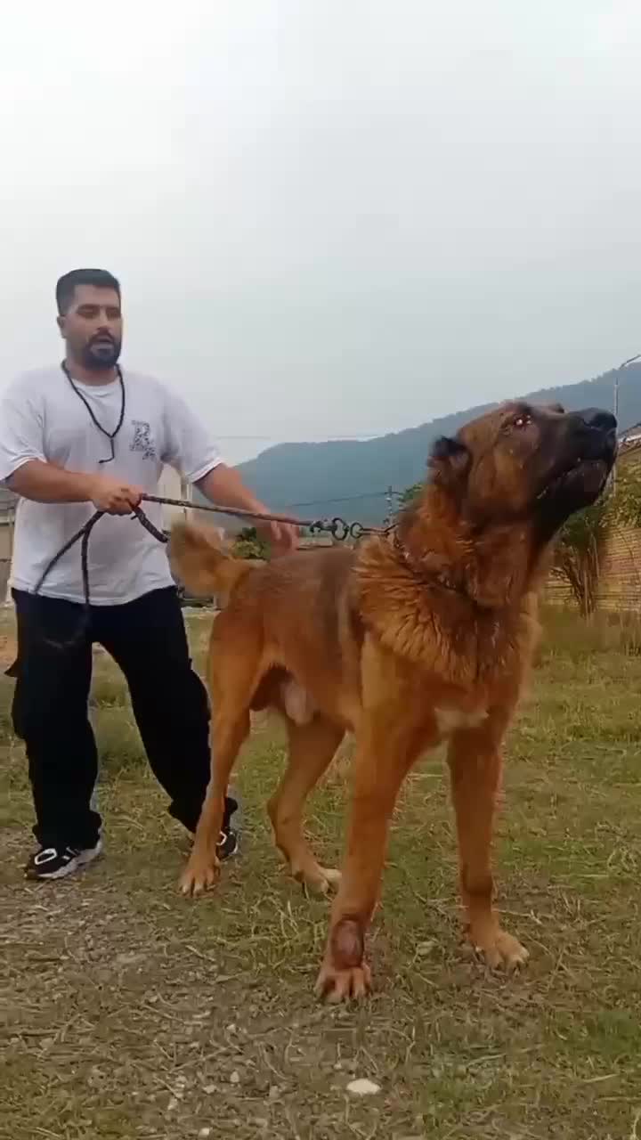 عقاب غول افغانی از معتبرترین نسل با استعلام|سگ|تهران, زعفرانیه|دیوار