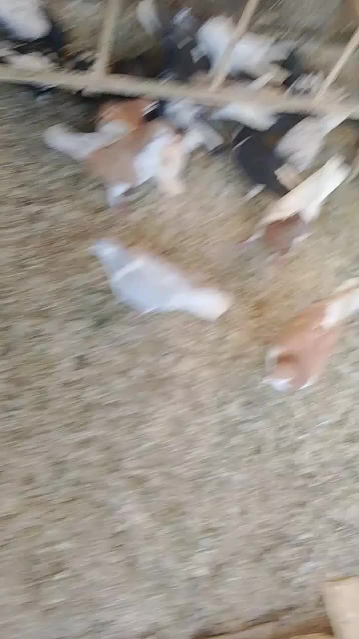 کفتر رنگی|پرنده|مشهد, کشف|دیوار