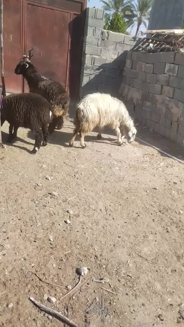 فروش 10راس بره نر و ماده|حیوانات مزرعه|شیراز, تندگویان|دیوار