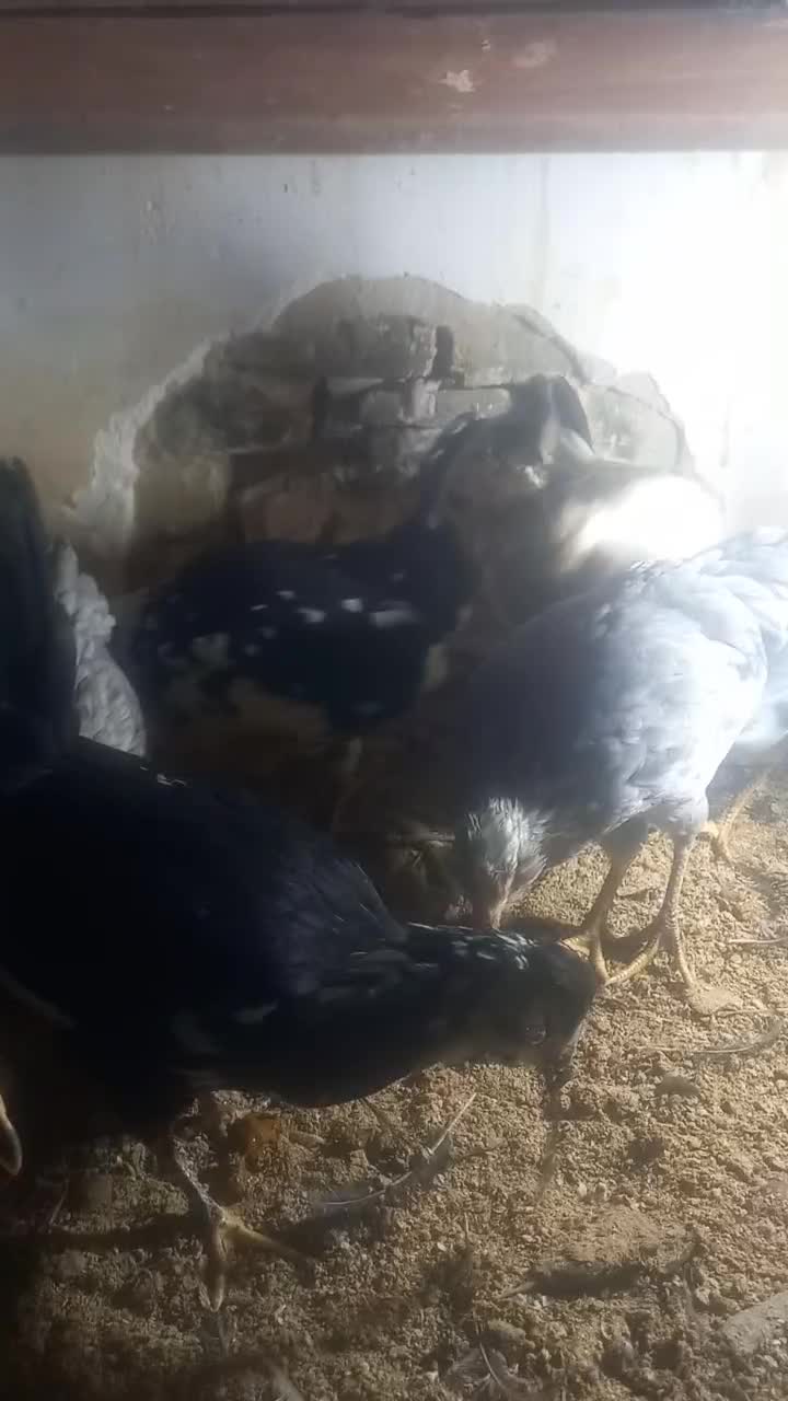 خلنگ خروس گلین|حیوانات مزرعه|ششده و قره بلاغ, |دیوار