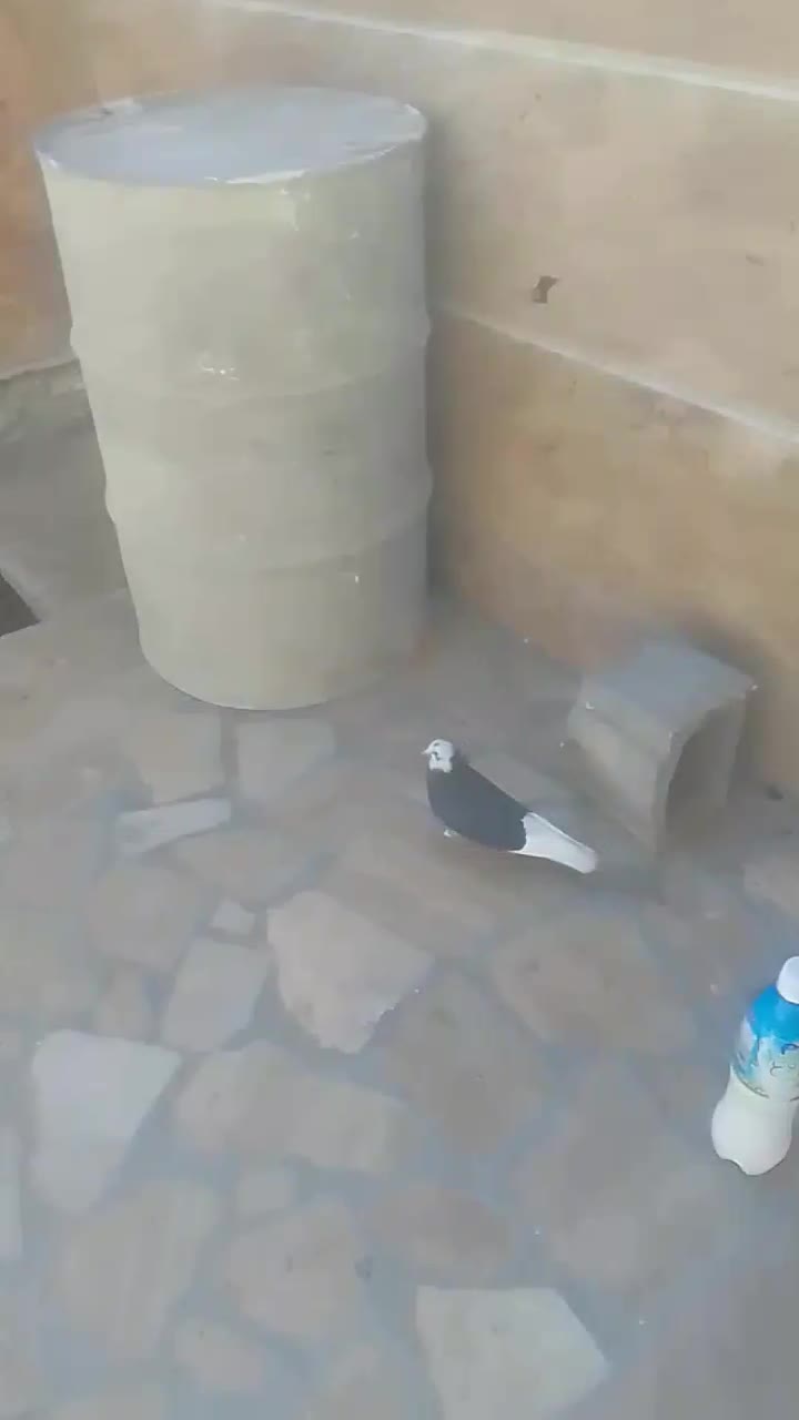 کبوتر شازده نر|پرنده|چادگان, |دیوار