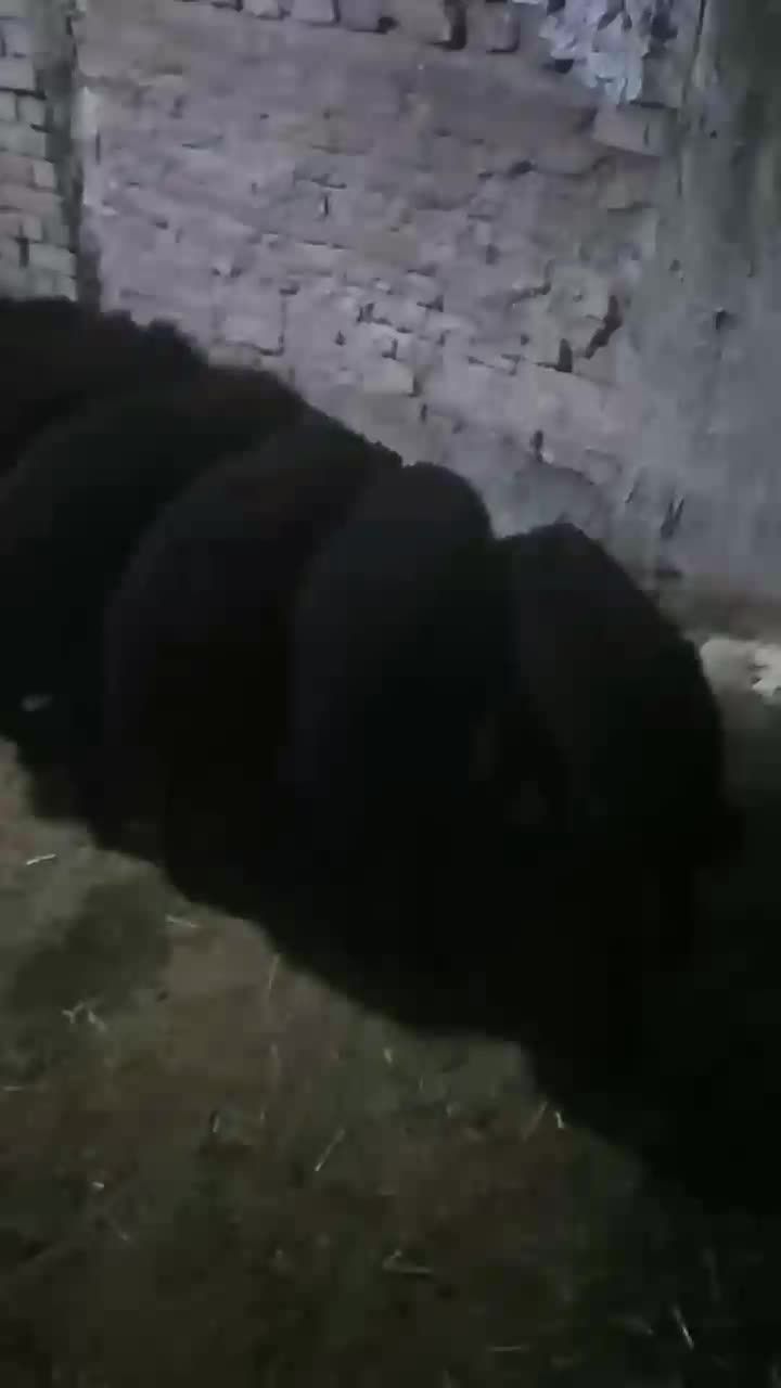 بره ماده ریز جفتی ۵۰ کیلو|حیوانات مزرعه|پاکدشت, پاکدشت (مامازند)|دیوار