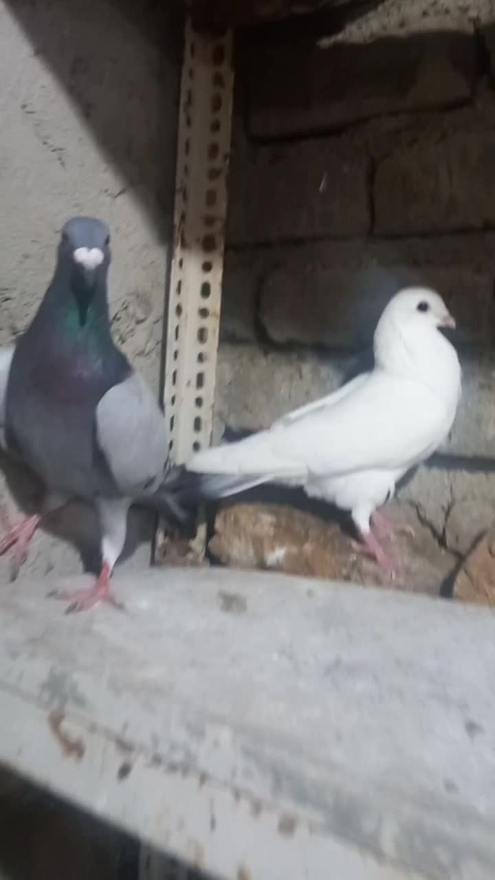 کبوتر آلمانی وسار ودم سیاه|پرنده|گنبد کاووس, |دیوار