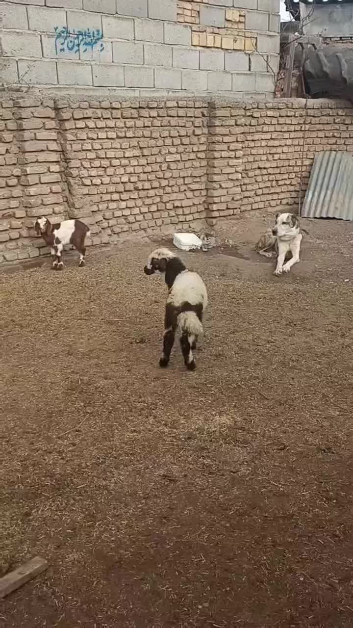 ۱رآس بره ماده پلنگی ،جنس دار ،خوراک خور|حیوانات مزرعه|آق قلا, |دیوار