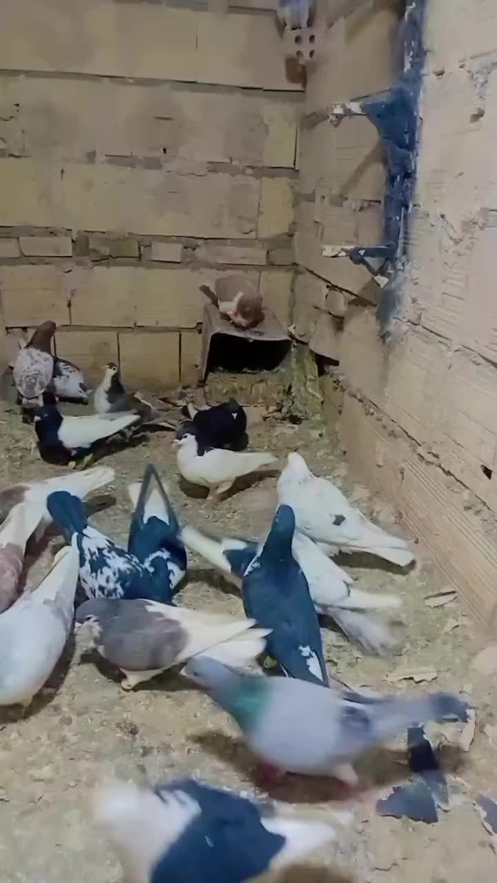 کفتر کفتر رنگه|پرنده|مشهد, انصار|دیوار