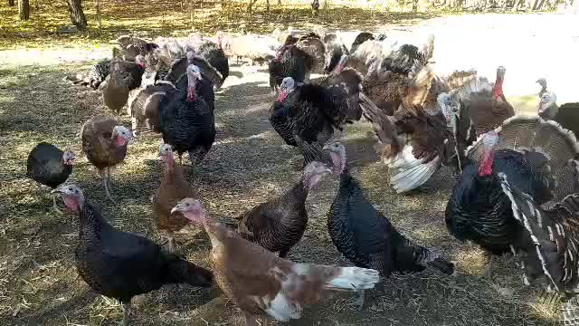 فروش بوقلمون|حیوانات مزرعه|سنندج, |دیوار