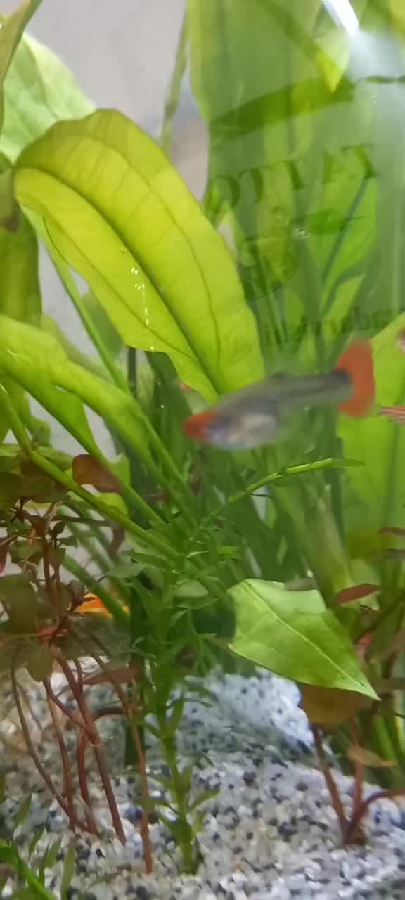 اکواریم|ماهی|اهواز, بهارستان|دیوار